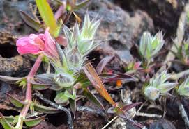 Image result for Lepidagathis scariosa