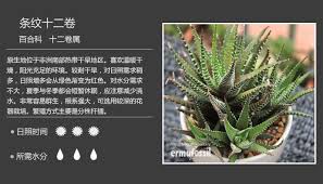 第8课多肉植物图鉴 八 多肉植物图鉴 好知网 planting succulents cactus plants plants