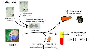 Find native instruments kontakt now. Antioxidants Free Full Text In Vivo Bioavailability Of Selenium In Selenium Enriched Streptococcus Thermophilus And Enterococcus Faecium In Cd Igs Rats Html