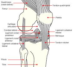 C'est l'articulation qui unit la cuisse à la jambe. Arthrose De Genou Clinique De La Hanche Et Du Genou Bordeaux