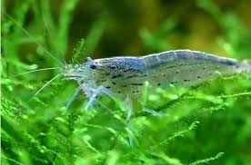 Freshwater shrimp would eventually perish in a salt environment such as ghost, bamboo how long do shrimp live for? Amano Shrimp Vs Ghost Shrimp