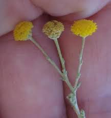 Image result for Pentzia incana