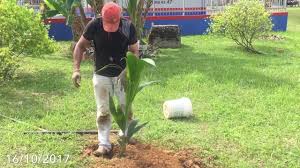 Kelapa matag (cocos nucifera 'matag') merupakan kultivar kelapa yang disyorkan untuk tanaman di malaysia oleh jabatan pertanian malaysia. 2015 9 16 Tanam Pokok Kelapa Pandan Hybrid Senawg By Nasta Alviks