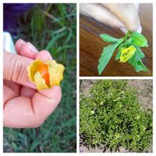 Image result for Physalis viscosa