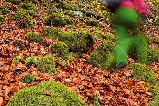 Hayedo de la Boyariza: un bosque con rincones mágicos - Desnivel.com