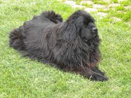 Because they're a mixed breed, they are also not officially recognised. Jorgensen Colorado Newfoundlands Home Facebook