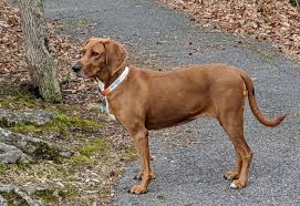 Enlarged prostate in dogs, also known as prostatomegaly, is a condition that can affect any male, though it is more common in dogs that haven't been neutered and dogs over the age of eight. Canine Cancer Clinical Trial Veterinary Clinical Trials Network