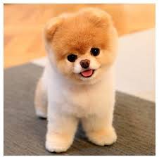 Budyboo Yavru Kopek Pomeranian Yavrusu Sevimli Kopek Yavrulari