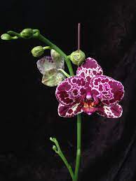 Phal Lioulin Wild Cat More Phal Lioulin Wild Cat Orchids Orchid Photo Wild Cats