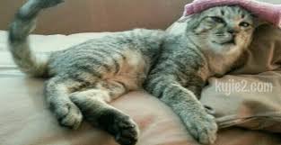 .bayi, ubat demam tradisional, ubat demam panas, ubat demam kanak kanak, ubat demam kuning, ubat demam untuk kucing, ubat demam urat related posts to ubat demam bayi 11 bulan. Cara Ubat Kucing Demam Kujie2 Com