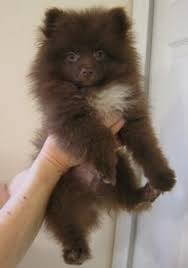 Black And Brown Pomeranian For Sale Pomeranian Puppies For Sale Brown Zoe Fans Blog Pomeranian Puppy Pomeranian Puppy For Sale Dog Behavior