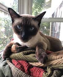 Siamese Cat Siamese Cats Cats Cat Colors