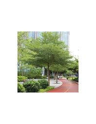 Image result for Terminalia mantaly