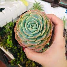 My own plant that i grow was started from cuttings that a friend sent me. Rose Cabbage Succulent Live Plant Shopee Philippines