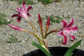 Image result for Crinum stuhlmannii