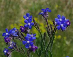 Image result for Anchusa