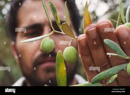 Olive pickers hi-res stock photography and images