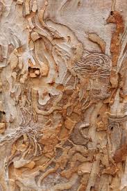 Eucalyptus Bark6 Texture Inspiration Texture Art Abstract
