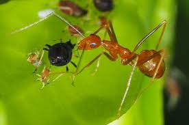 Image result for Anagallis gracilipes