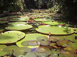 Com um aspecto exuberante e ornamental, ela pertence à família nymphaeceae e é nativa da região amazônica. Vitoria Regia Wikipedia A Enciclopedia Livre