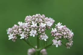Image result for Valerianaceae