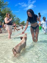 Harbour Tour & Rose Island Swimming Pigs | Pieces of 8 Tours