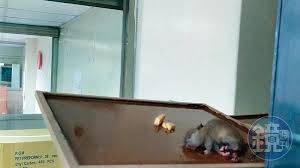 樂扉寶寶米餅氮氣出包 負責人鞠躬致歉：回收停售影 教育部發函重申：境外生自主健康管理期不宜入校 奈良美智訪台隔離期滿 檢驗陰性出關吃剉冰 Yjqe2d Omz1gm