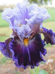 Tb Iris Megarich Blyth 2012 Iris Flowers Iris Garden Growing Irises