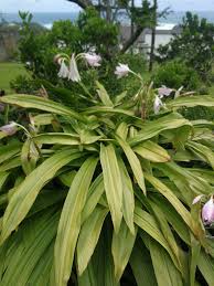 Image result for Crinum moorei