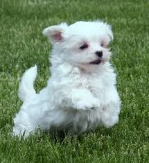 Maltese Puppy To Adopt Goldenacresdogs Com