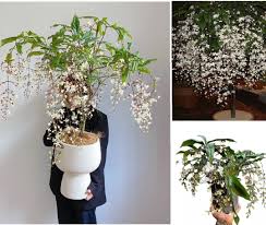 Image result for Alvesia clerodendroides