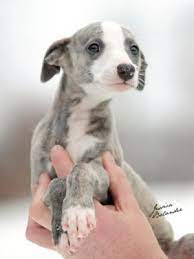 Pin By Brandon On Whippets Greyhound Puppy Cute Dogs Whippet Puppies