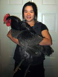 I live in new jersey and id like to know if one of the only (apparent, ive struggled to find others,) breeds developed here is anything to be proud of. Black Jersey Giant Chicken Jersey On Sale