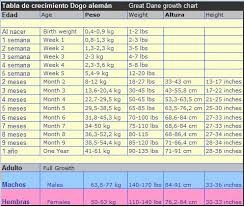 Great Dane Food Chart Goldenacresdogs Com