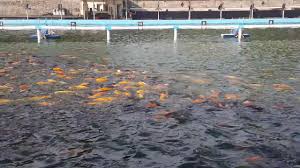 Kolam Pancing Telaga Kencana Malang Ikannya Besar2 Di Atas 4 Up Youtube