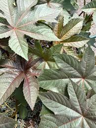Image result for Ricinus communis