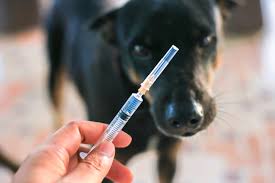 Raiva Canina | Veterinários Sobre Rodas - Veterinário ao Domicílio