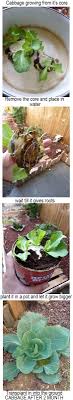 And my plants stand out. Pin On Gardening