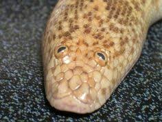 In overall coloration it is similar to the more familiar east african sand boa. 11 Arabian Sand Boa Ideas Boa Sand Arabians