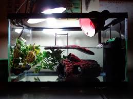 My Turtle Tank 10 Gallon Tank With Tetra Whisper Filter Underwater Heater Uva Uvb Light And An Infrared Heat Light Turtle Tank Heat Lamps Turtle