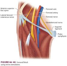 We did not find results for: Lower Extremity Peripheral Nerve Blocks Femoral Nerve Block