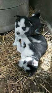 Monroe is our little princess waterwolf! Cute Sib 0 Husky Puppies 300 Auto Parts Sale Florida Keys Fl Shoppok