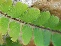 Image result for Adiantum incisum
