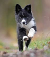 Your pet is part of the family, and should be treated as such. Baby Kitten Fluffy Things For Puppy Dog Training Videos Pet Grooming Tucson Border Collie Puppies Border Collie Dog Collie Puppies
