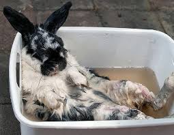 Baby bunny takes a bath youtube mp3 & mp4. 19 Bunny Bath Time Ideas Bunny Rabbit Cute Animals