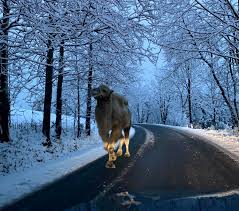 Czechia, the land of possibilities: a camel enjoying a stroll on a snowy  morning : reurope