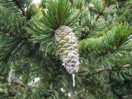 Image result for Pearsonia aristata