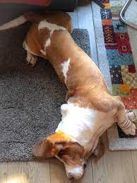 Basset hound position