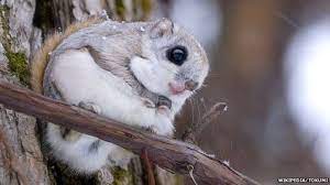 Finland Dead Flying Squirrel Put Up For Sale Japanese Flying Squirrel Flying Squirrel Japanese Animals
