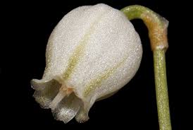 Image result for Litanthus pusillus